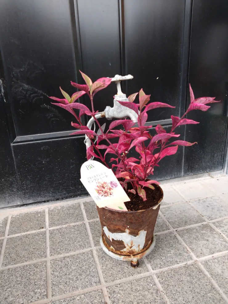 アイキャッチ