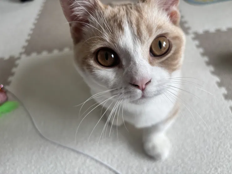 アイキャッチ