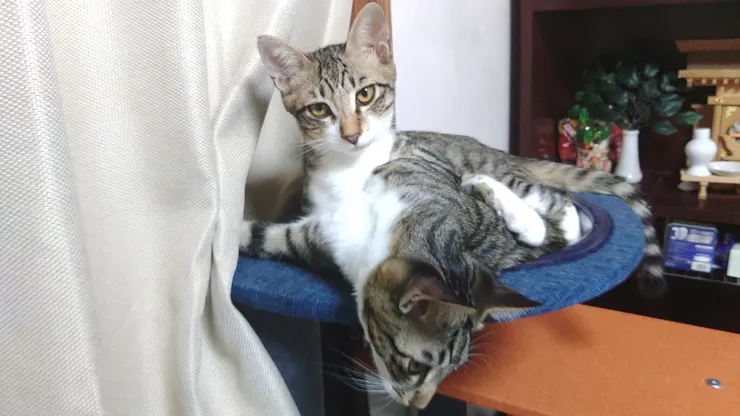 アイキャッチ
