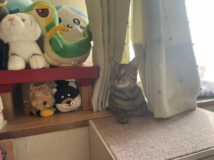 アイキャッチ