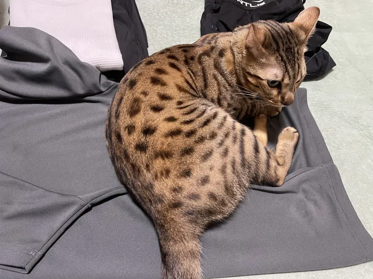 アイキャッチ