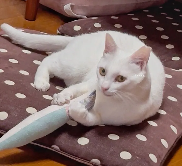 アイキャッチ