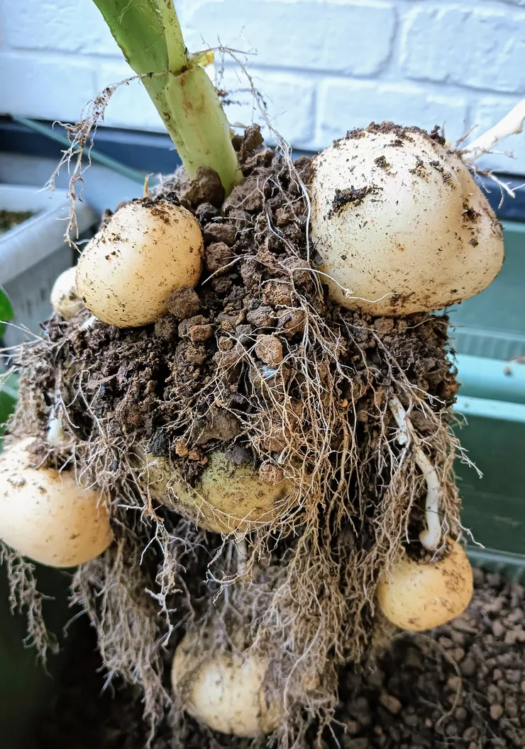 じゃが芋🥔、掘り上げました。 | CAINZ DIY Square