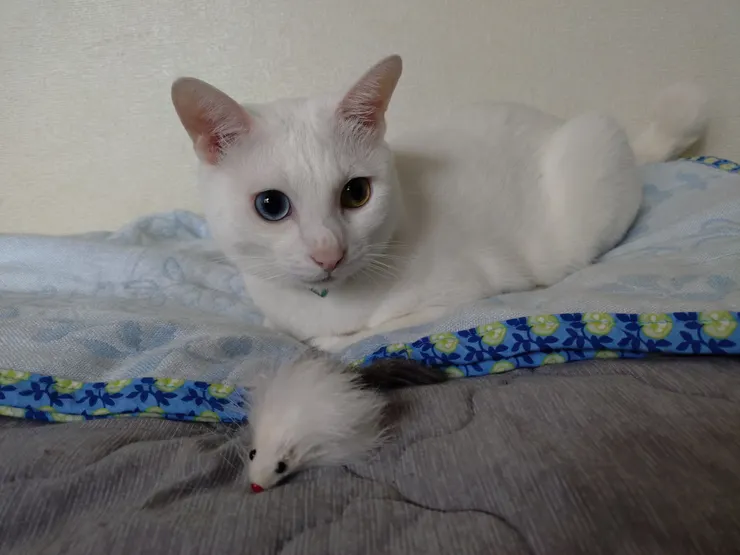 アイキャッチ