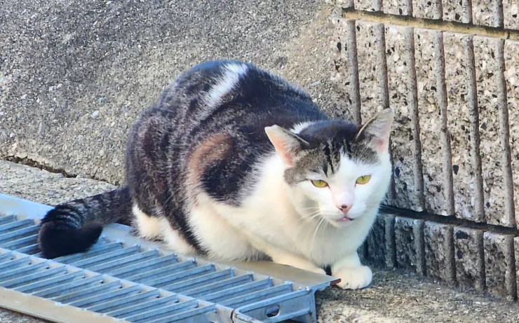 アイキャッチ