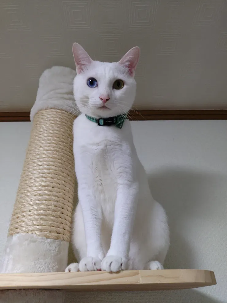 アイキャッチ