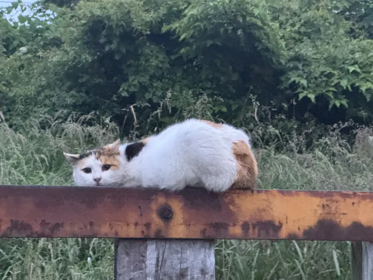 アイキャッチ