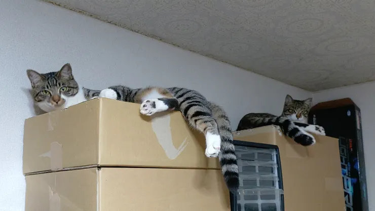 アイキャッチ