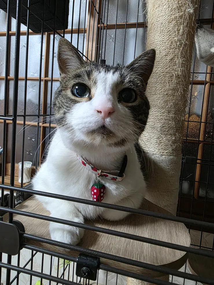 アイキャッチ