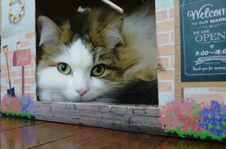 アイキャッチ
