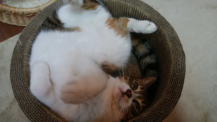 アイキャッチ