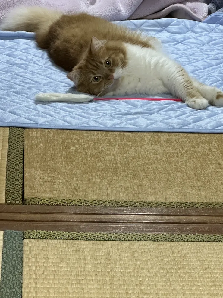 アイキャッチ