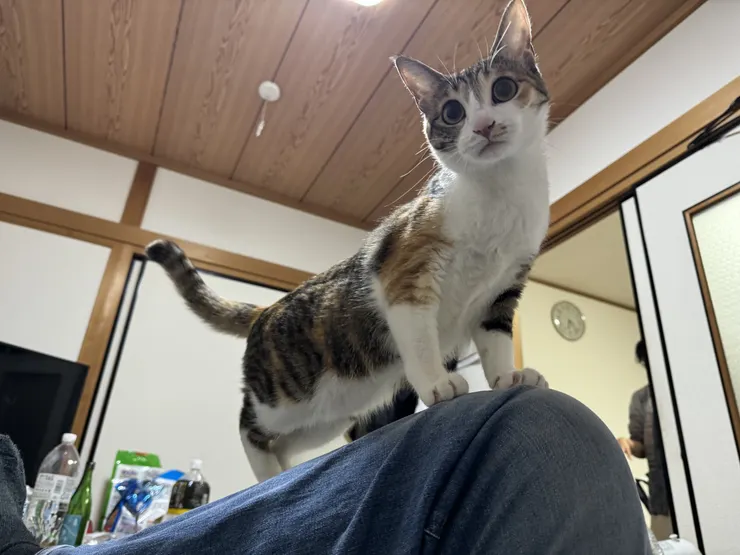 アイキャッチ