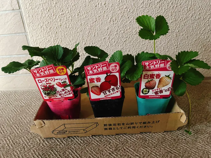 アイキャッチ