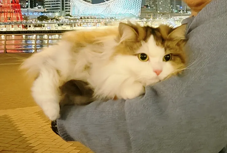 アイキャッチ