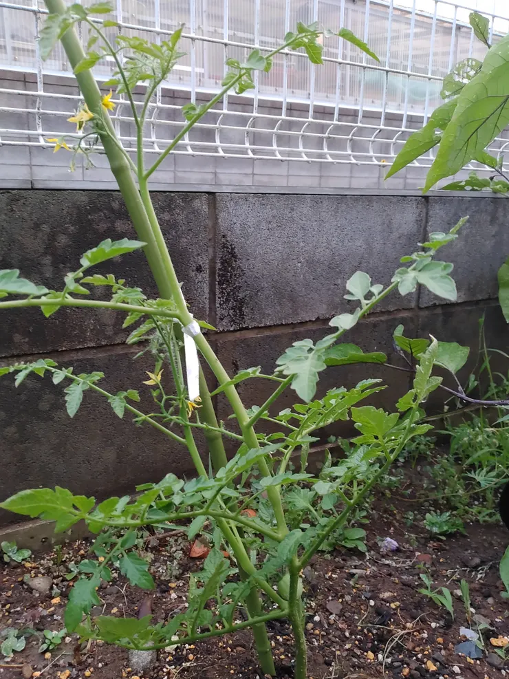 アイキャッチ