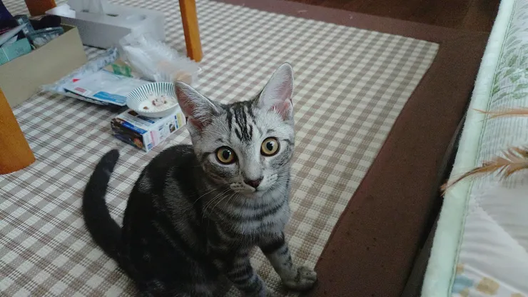 アイキャッチ