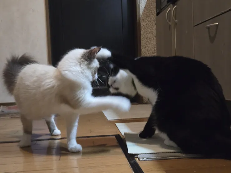 アイキャッチ