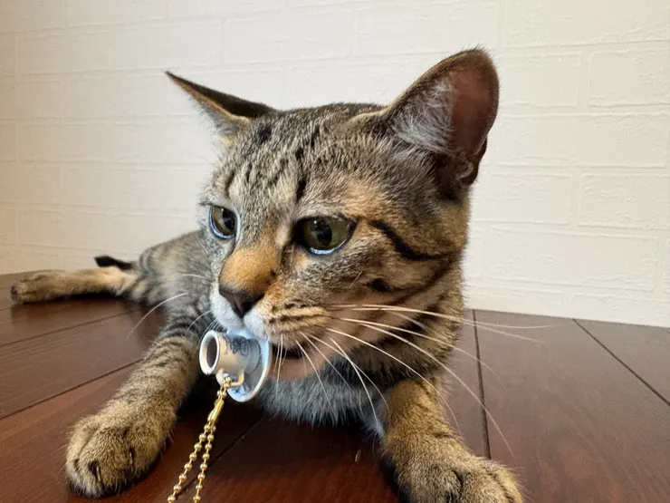 アイキャッチ