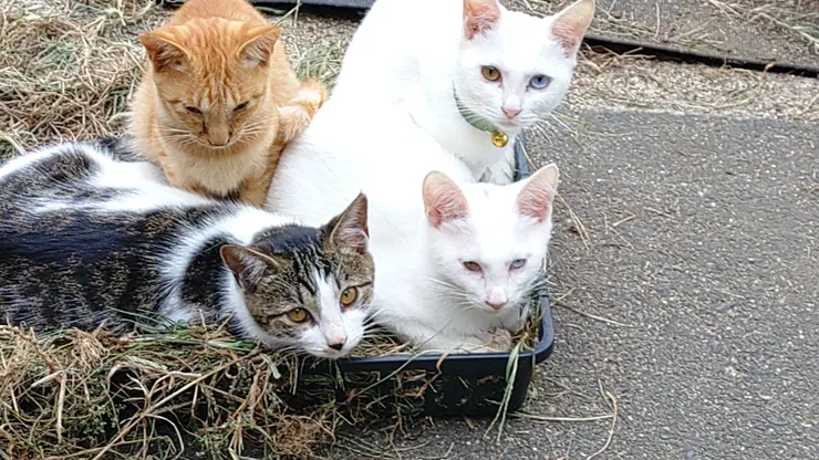 アイキャッチ