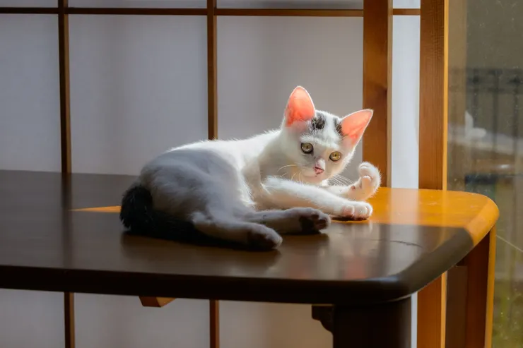 アイキャッチ