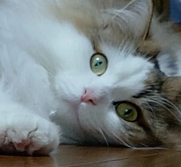 アイキャッチ