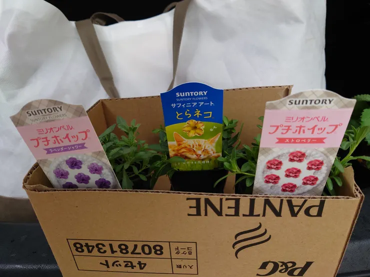 アイキャッチ