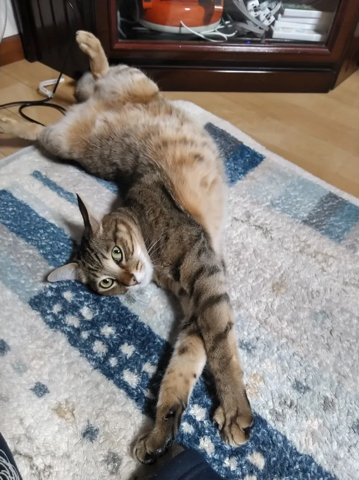 アイキャッチ