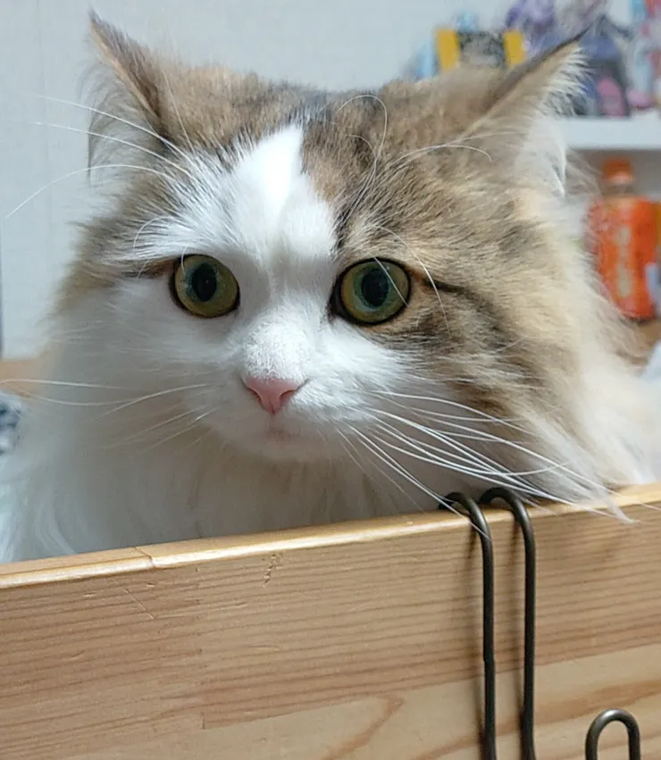 アイキャッチ