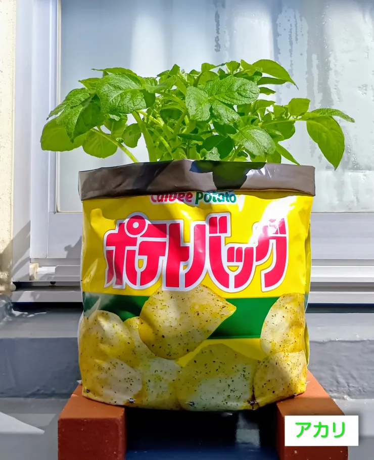 アイキャッチ
