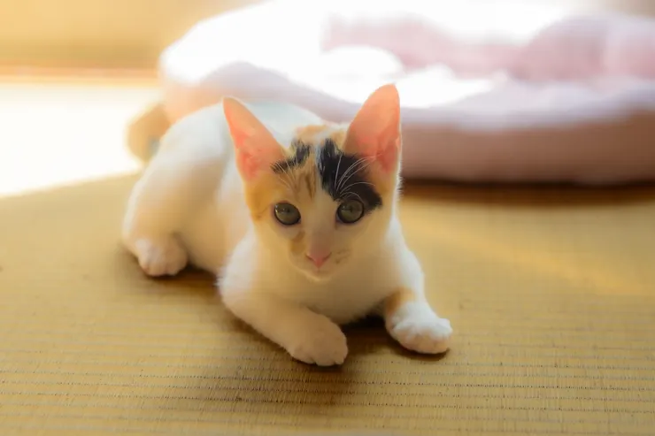アイキャッチ
