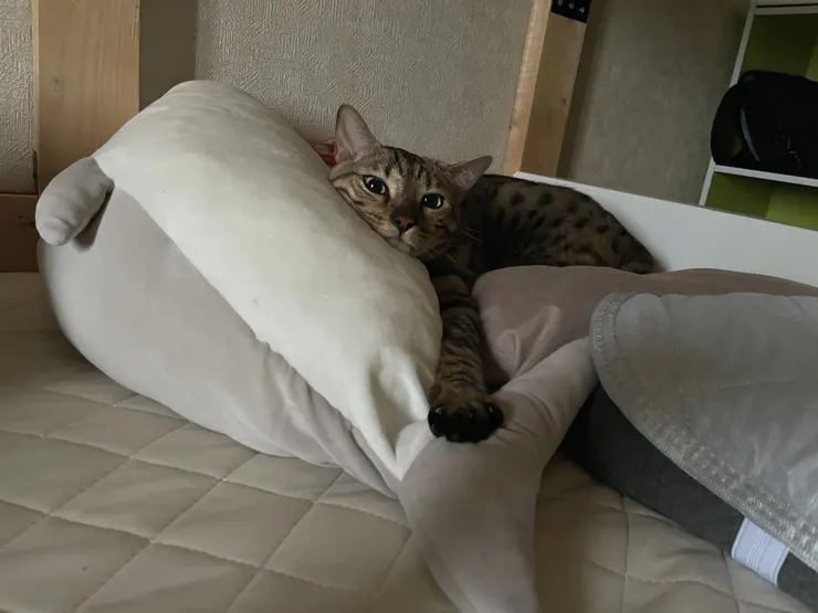 アイキャッチ
