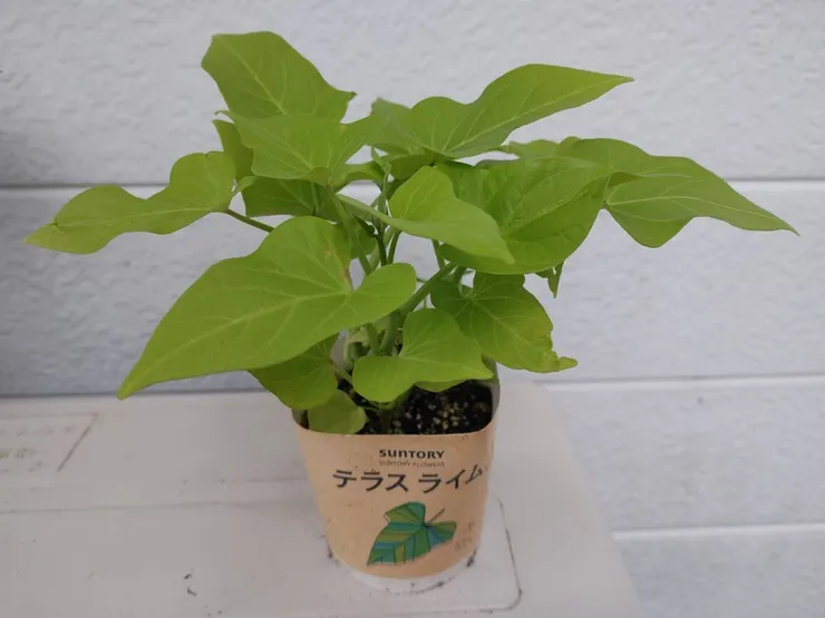 アイキャッチ