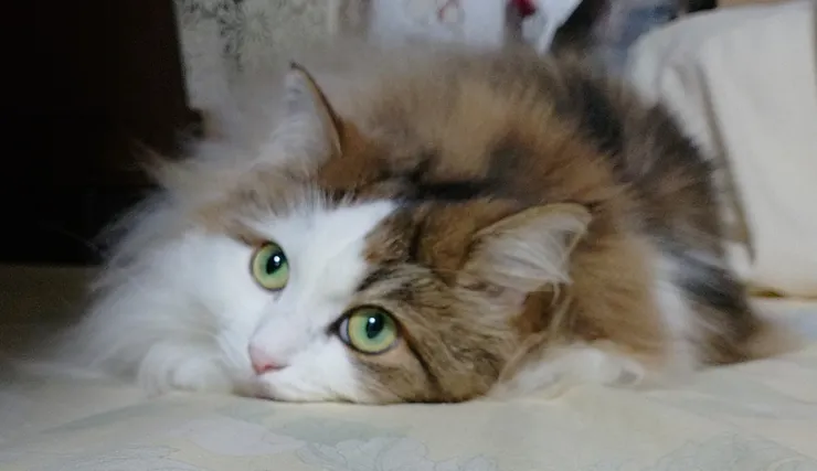 アイキャッチ