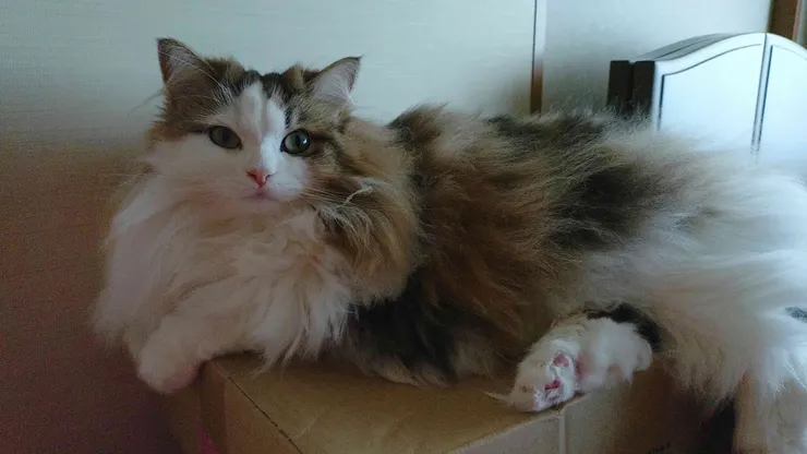 アイキャッチ