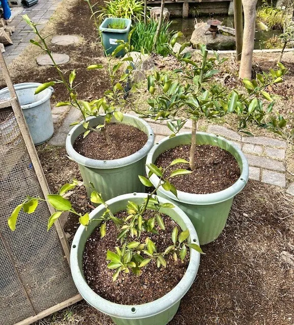 鉢植え柑橘類の植え替え | CAINZ DIY Square