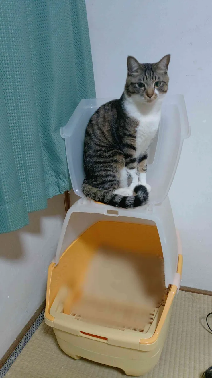 アイキャッチ