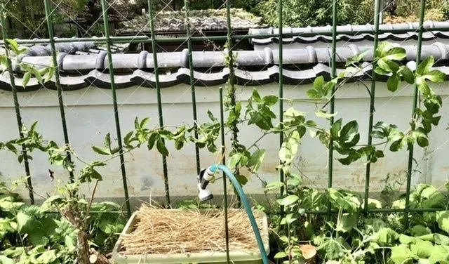 アイキャッチ