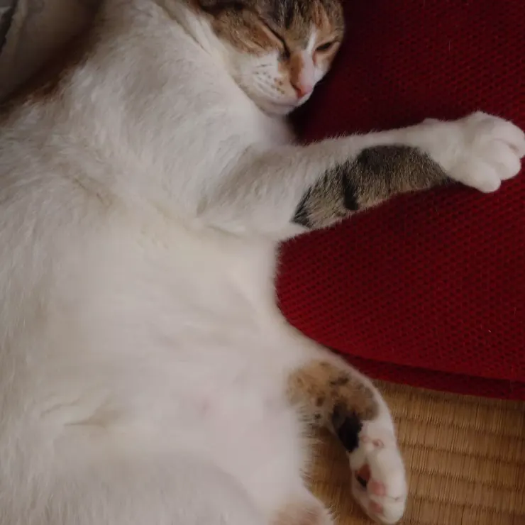 アイキャッチ