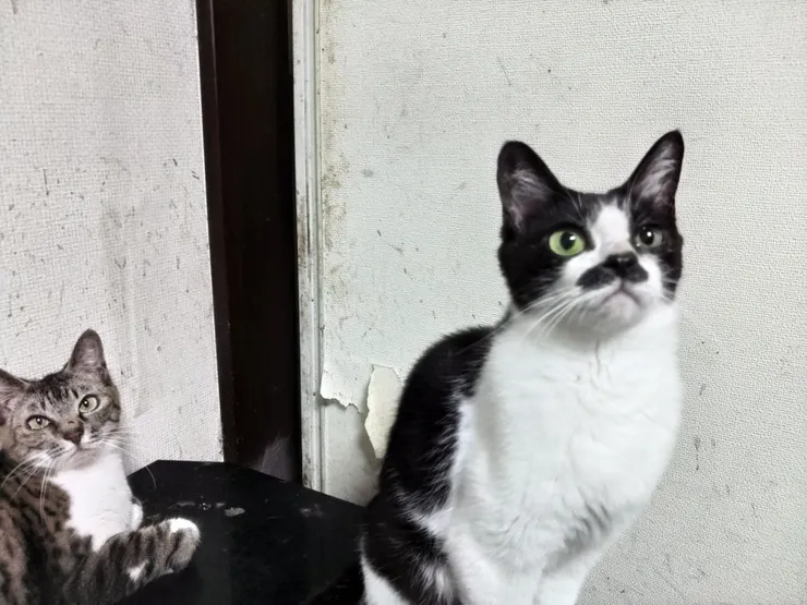 アイキャッチ
