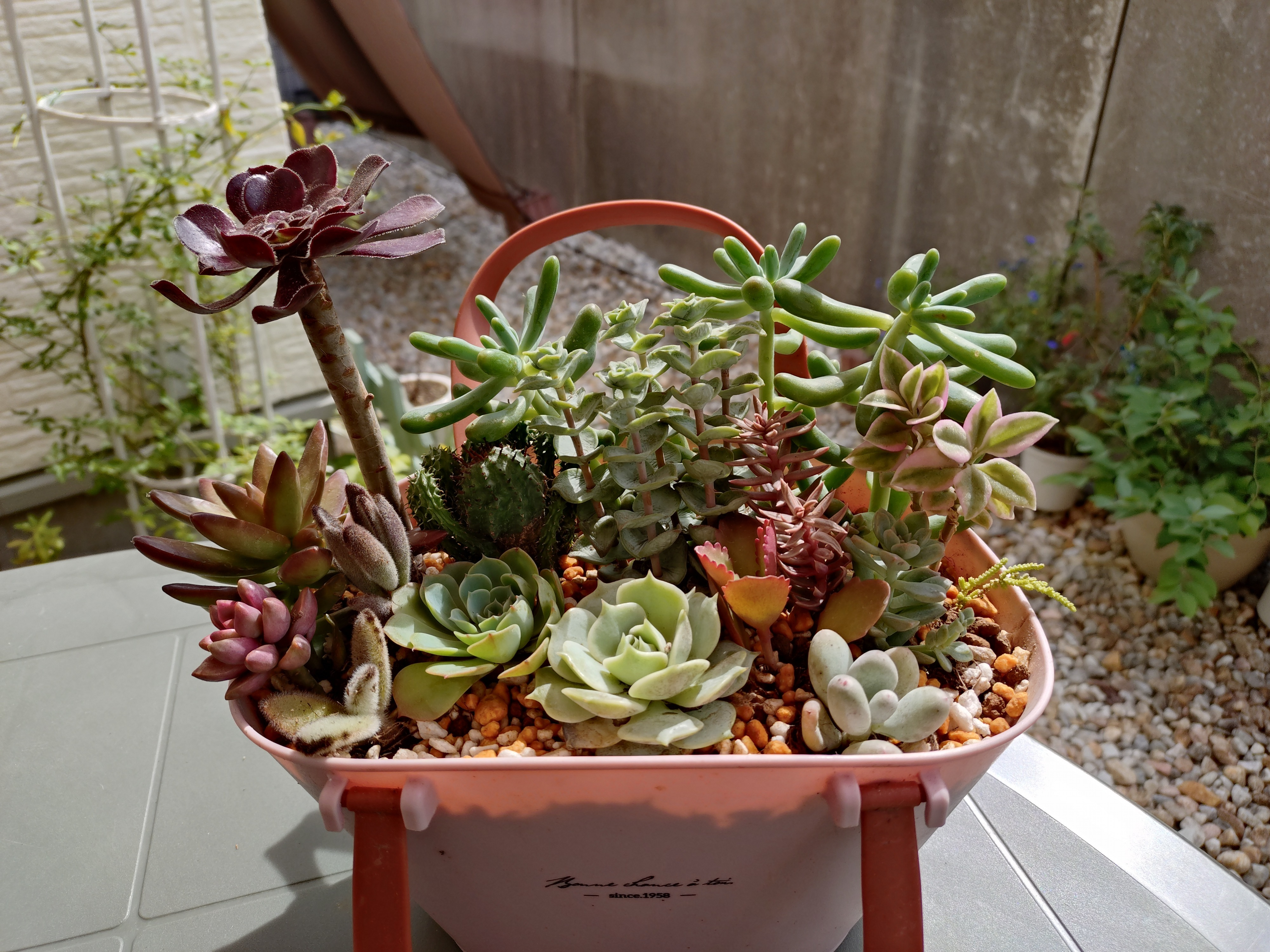 多肉寄せ植えバイキング② | CAINZ DIY Square