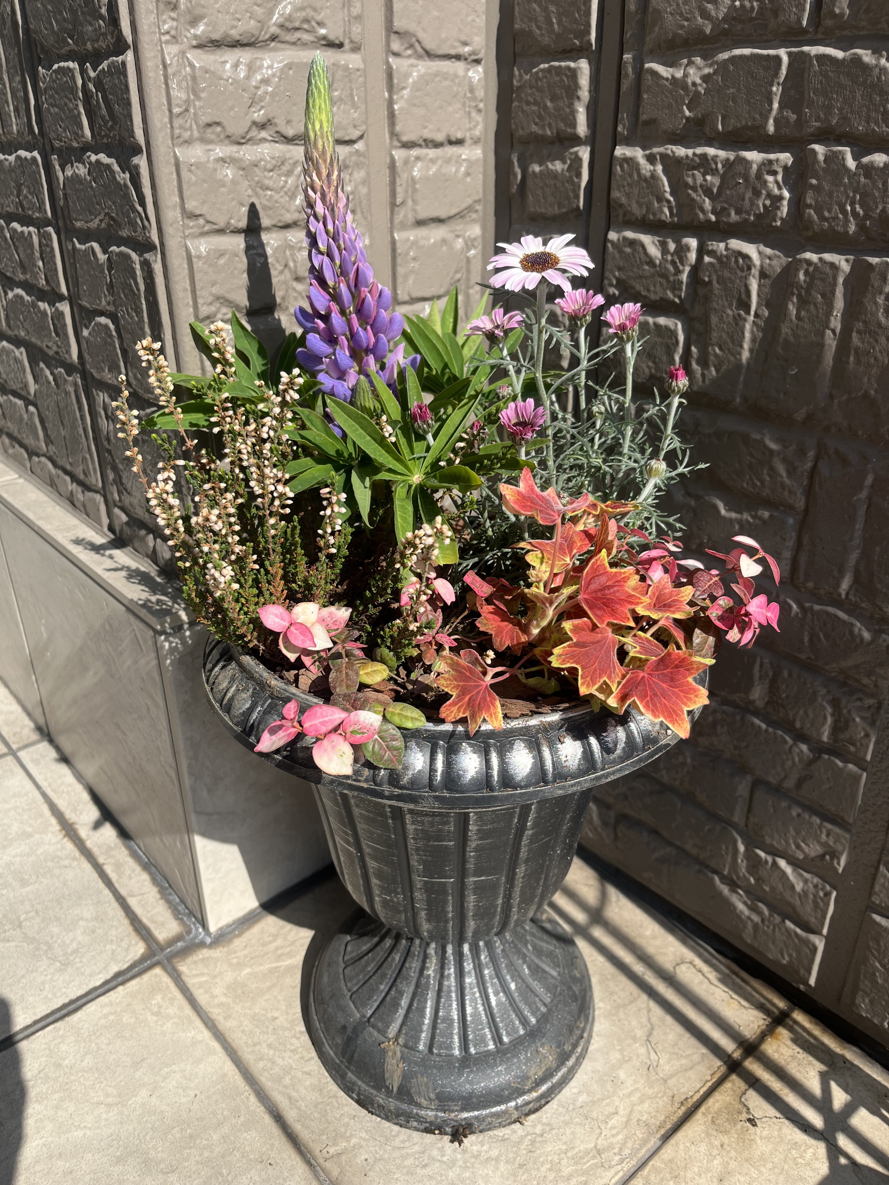 寄せ植えのさらに寄せ植え | CAINZ DIY Square