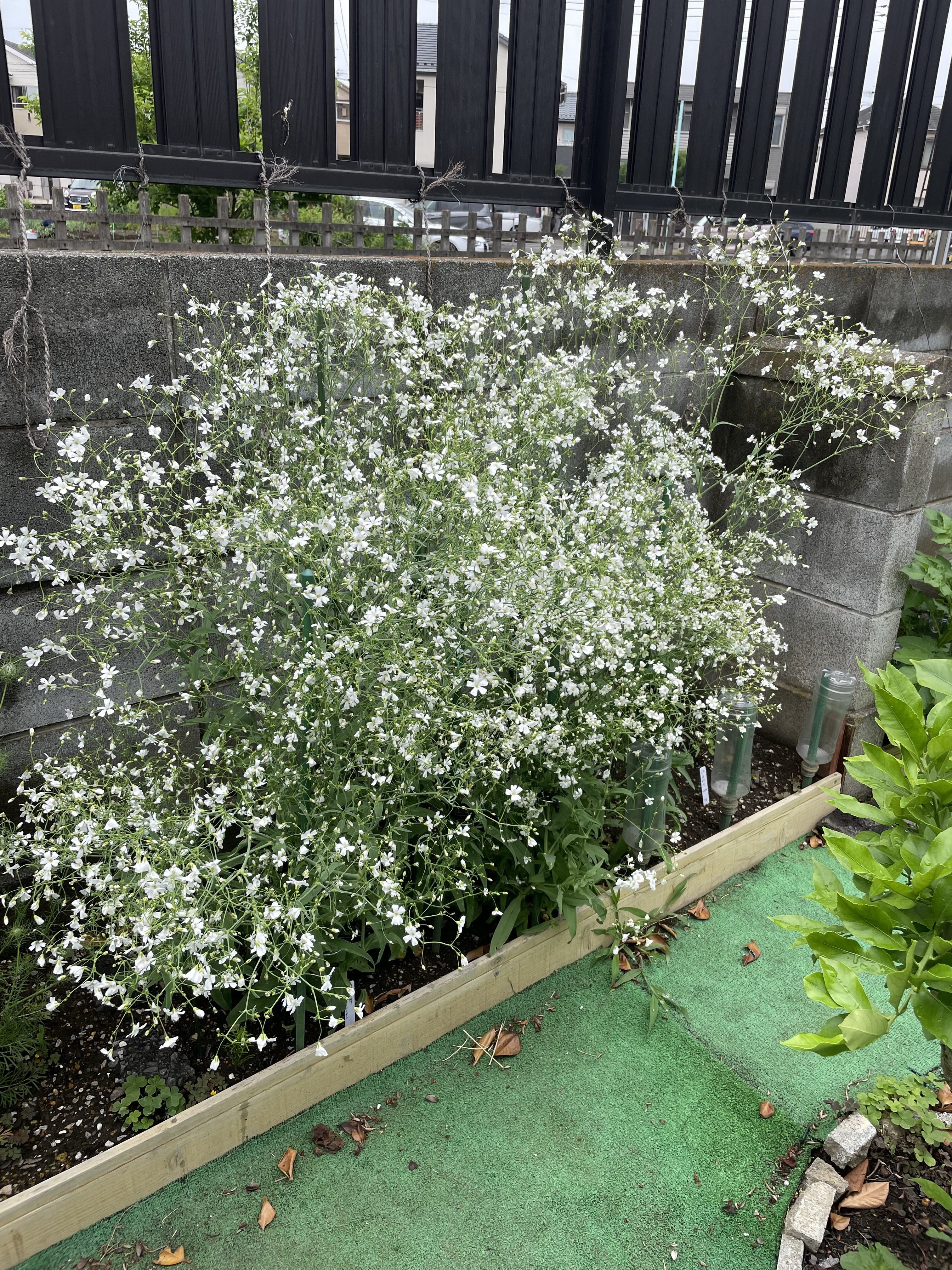 No.223 訳あり かすみ草 ドライフラワー （ピンク系 かすみ草