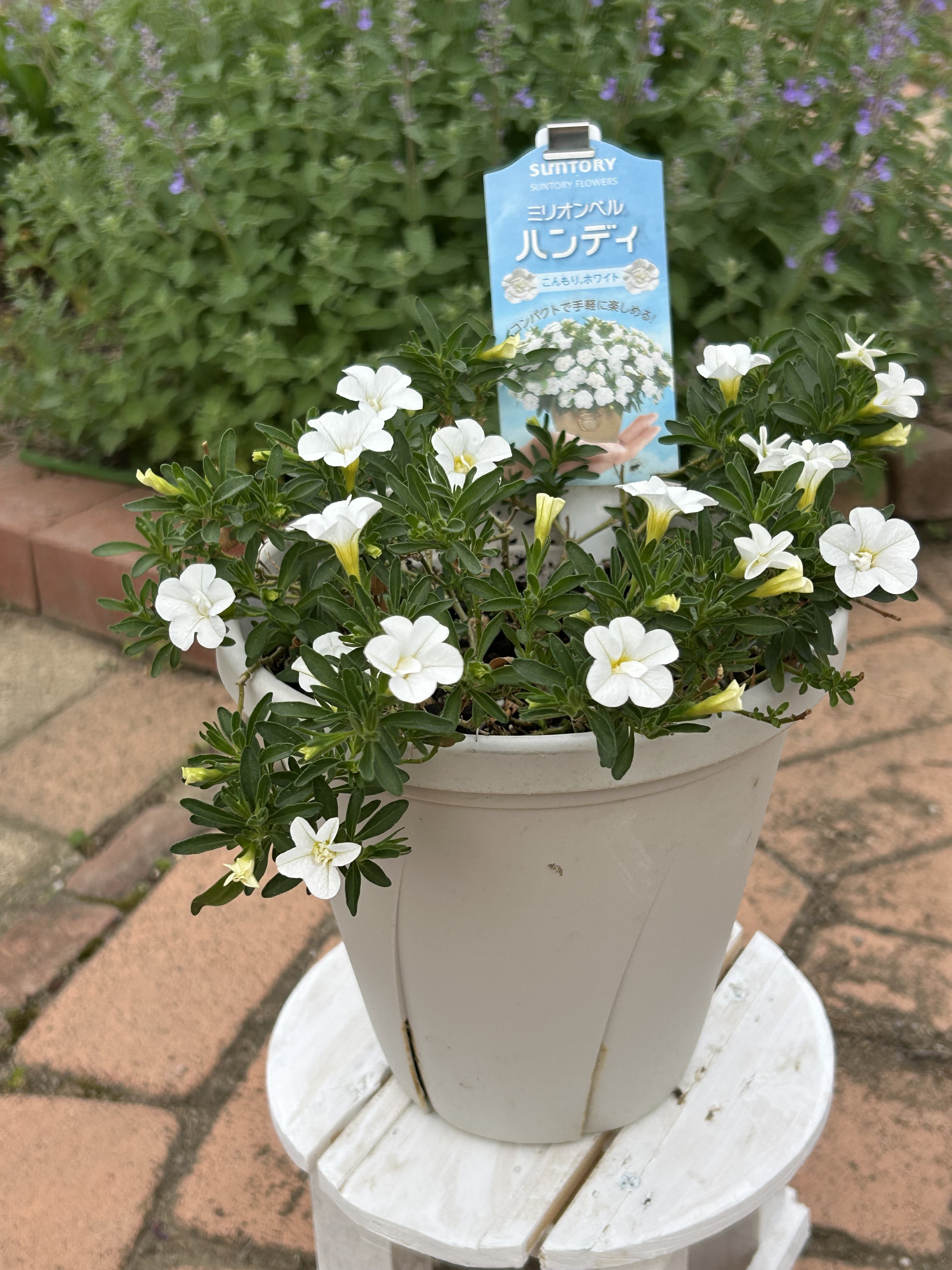 花白 やっと 開花かな⁉️ | SUNSUNガーデン