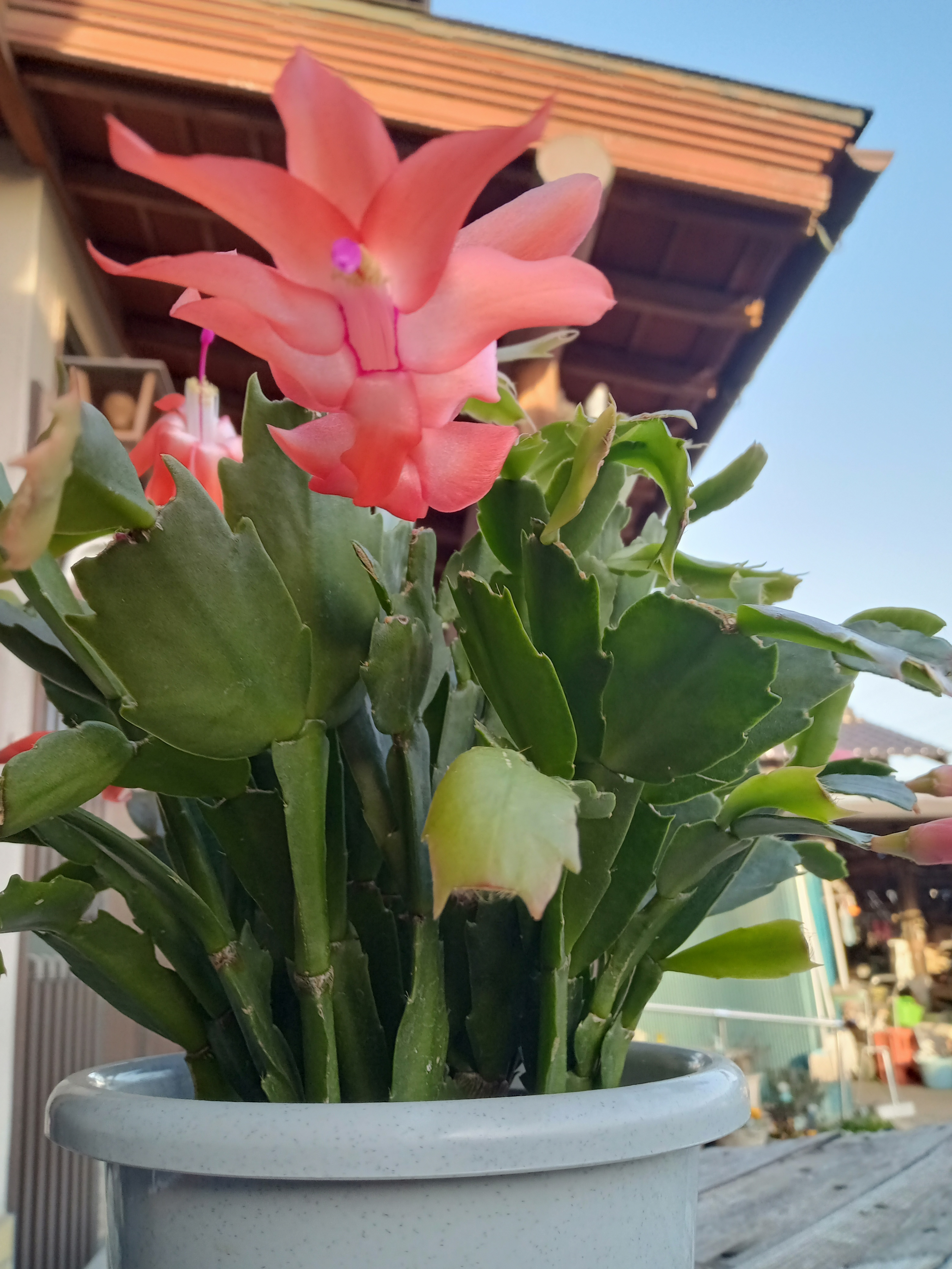 デンマークカクタス | CAINZ DIY Square