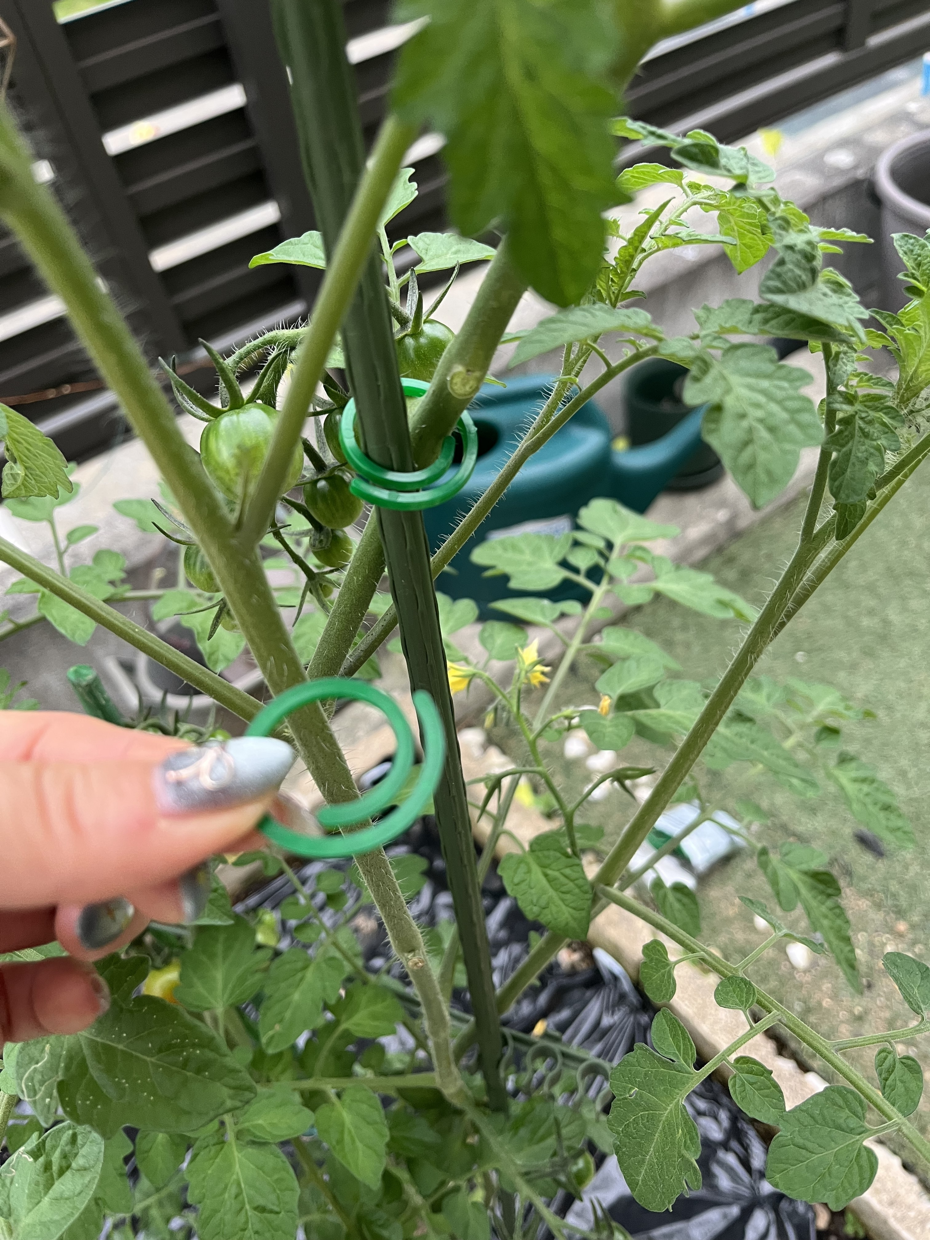 我が家の家庭菜園 | CAINZ DIY Square 我が家の家庭菜園 | CAINZ DIY Square