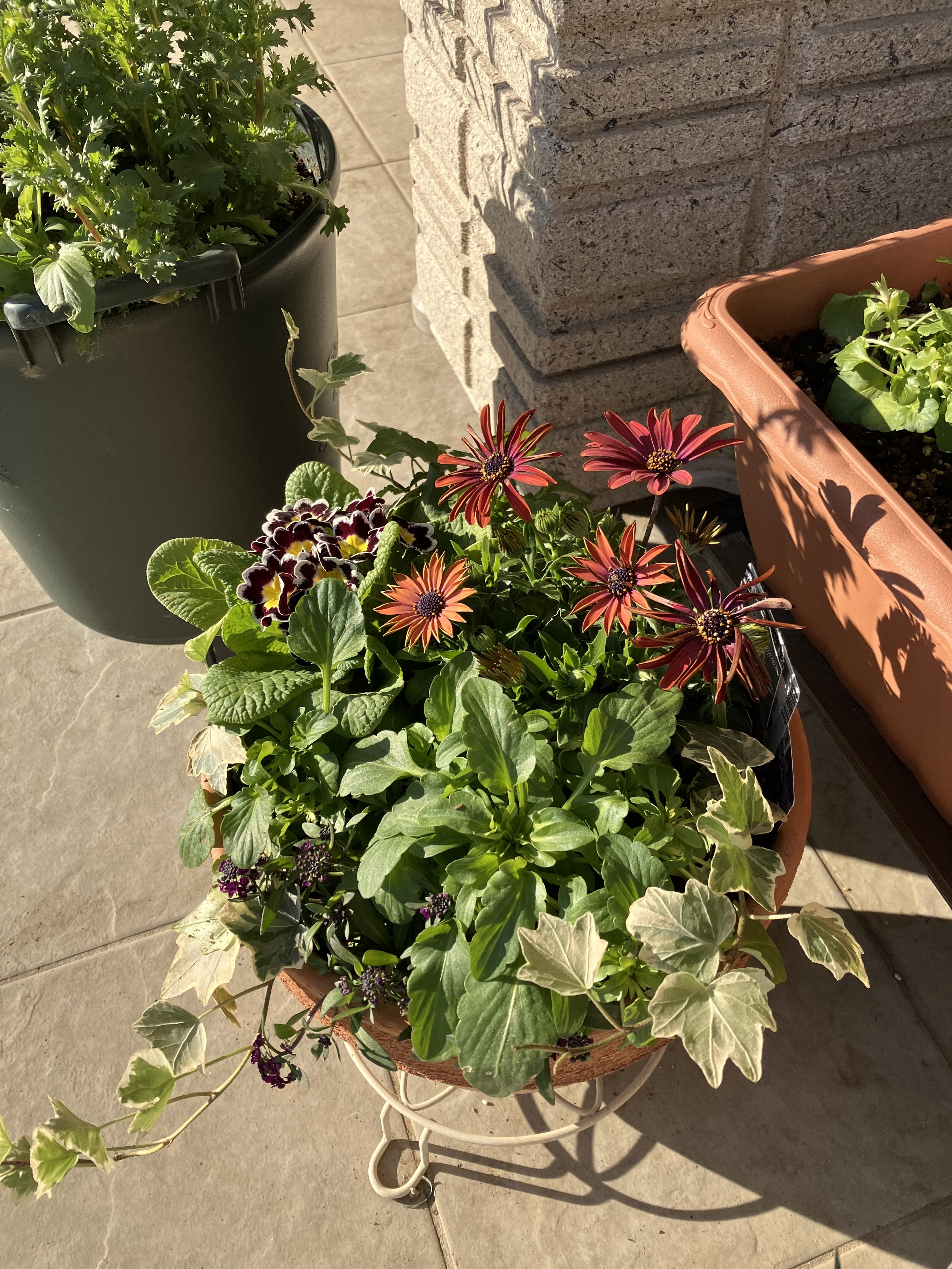 寄せ植え | CAINZ DIY Square