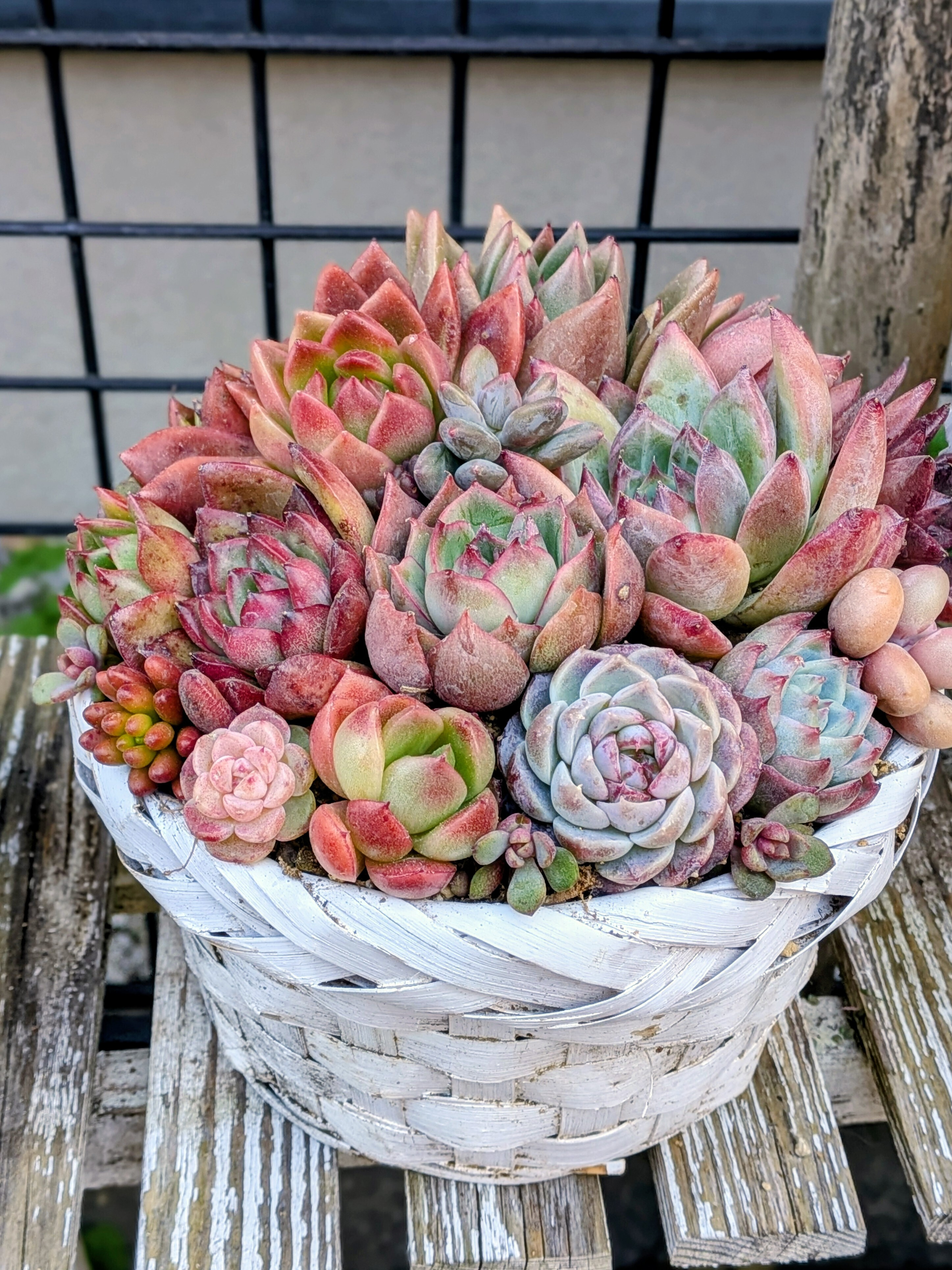寄せ植え✨ | CAINZ DIY Square
