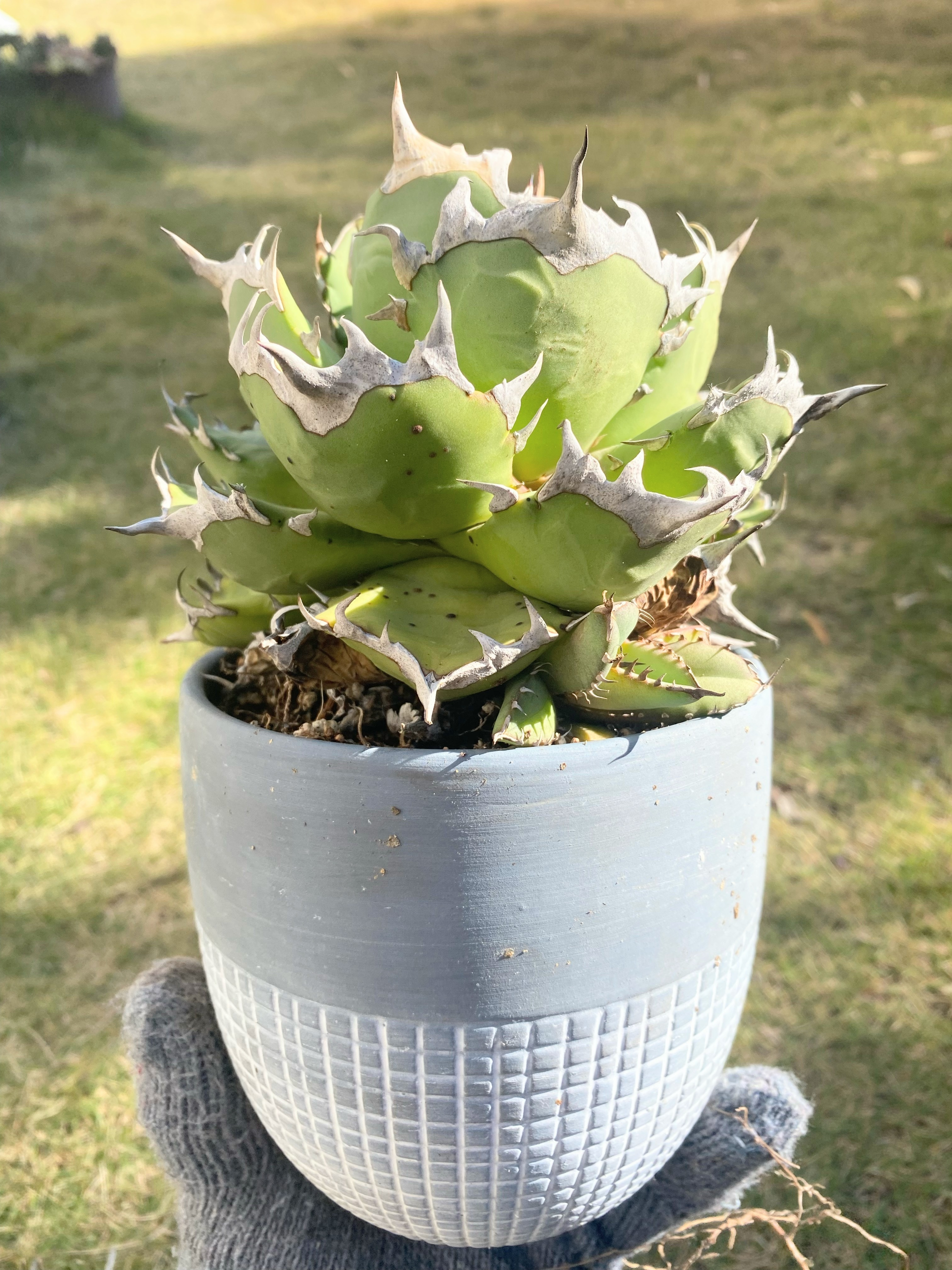 アガベの植え替え | CAINZ DIY Square