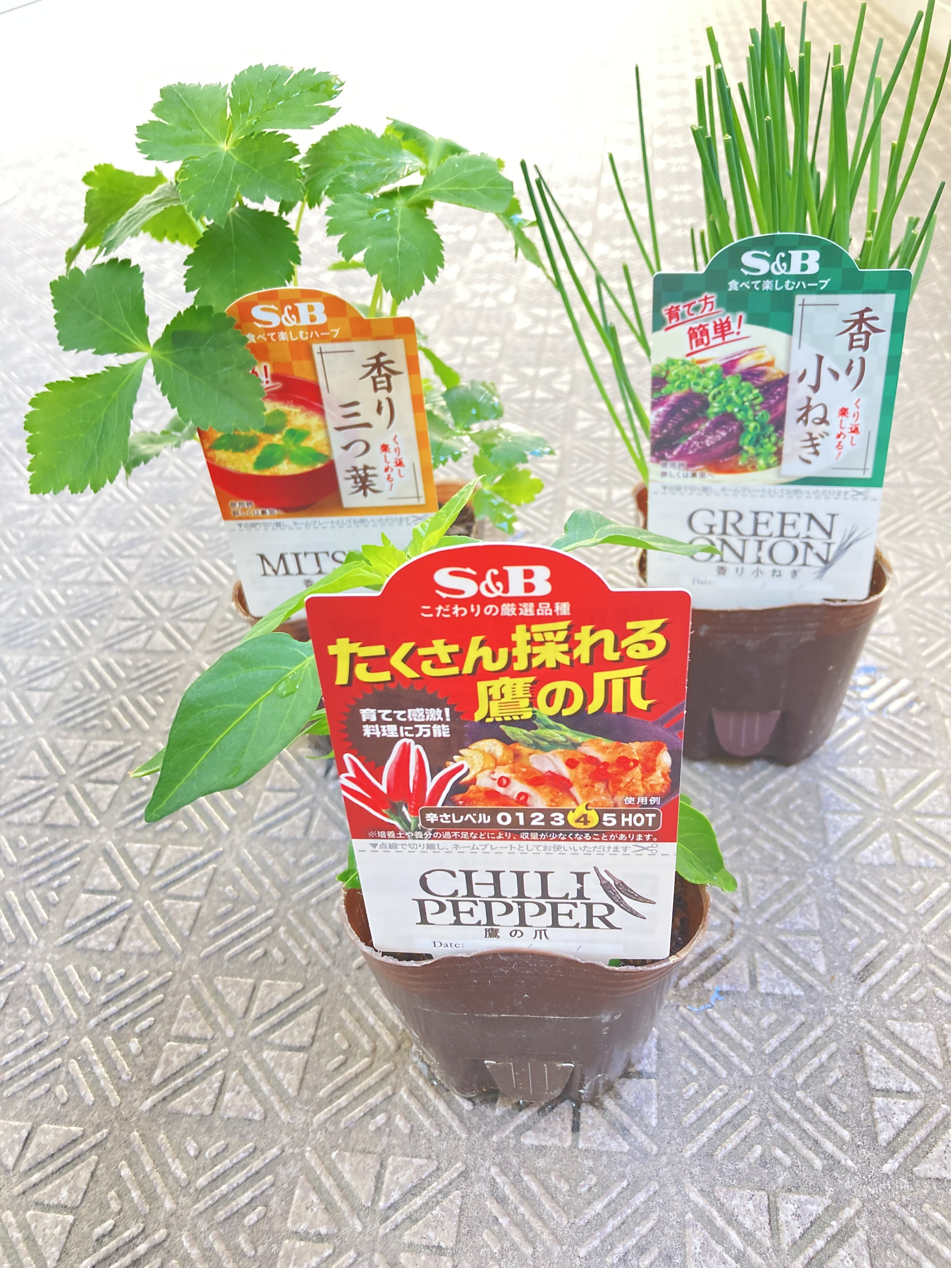 不知火 3年生 結実実績あり！ 樹高低めベランダ栽培にもGood♪̊̈♪̆̈ デコポンの苗木 不知火【果樹苗 3年生 接木苗21～24cmポット／1個